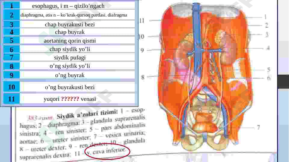 Buyrak. Ularning yoshga qarab o'zgarish. Siydik yo’li qovuq, siydik chiqarish kanali,       ularning yoshga qarab o'zgarishi. 7