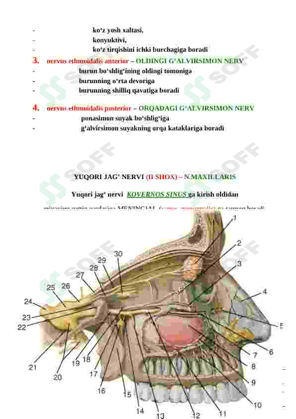TIBBIYOT TALABALARI UCHUN ANATOMIYA FANIDAN QO'LLANMA 7