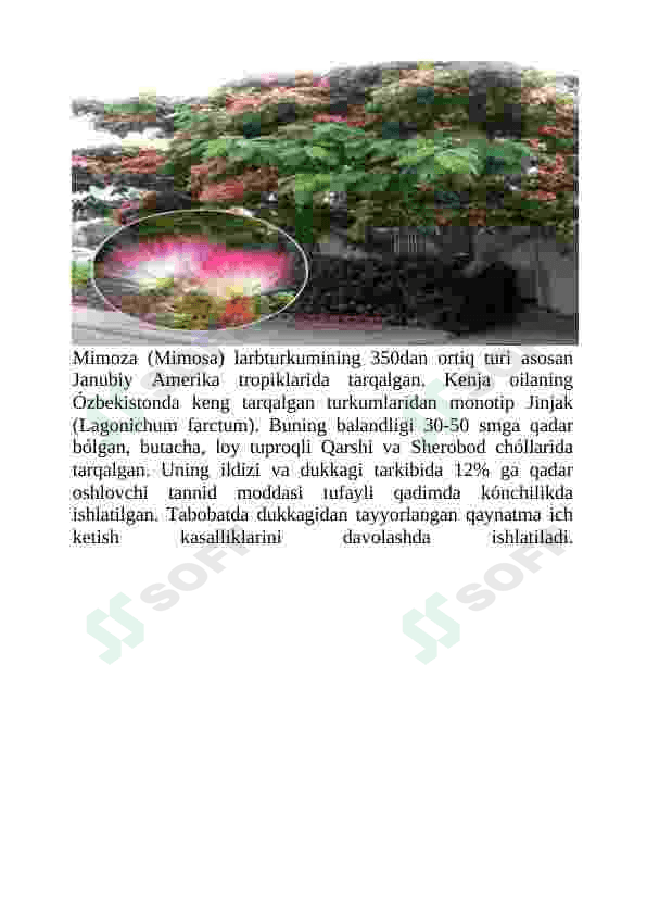 Burchoqdoshlar oilasi 7