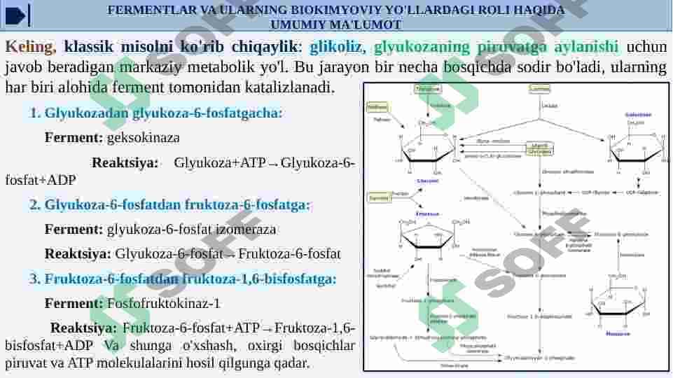 ONTOGENEZDA FERMENTLAR FAOLLIGINI BOSHQARILISHINING AHAMIYATI. NASLIY FERMENTOPATIYALAR 7