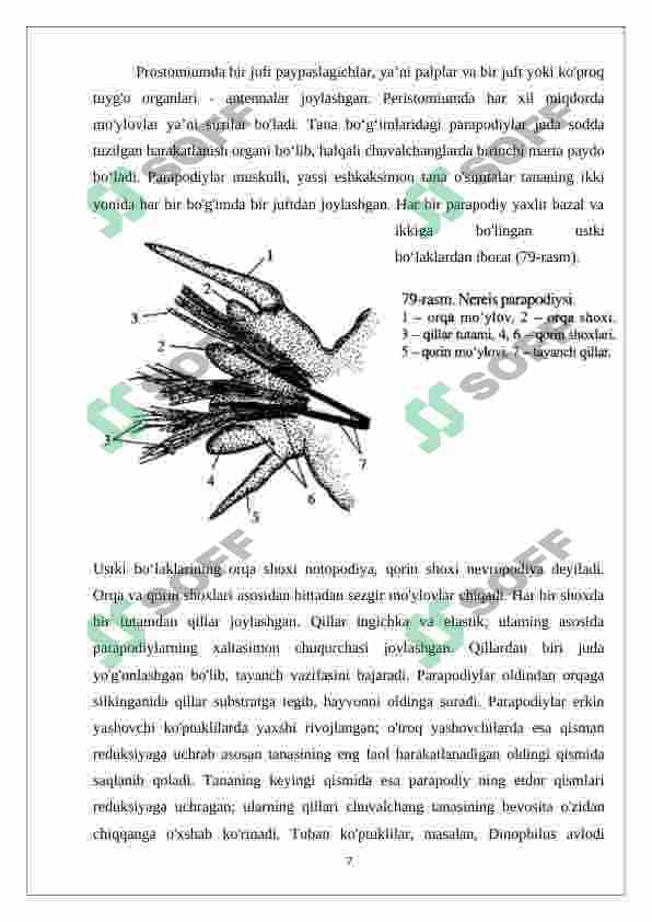 Halqali chuvalchanglarni xilma-xilligi va ahamiyati 7