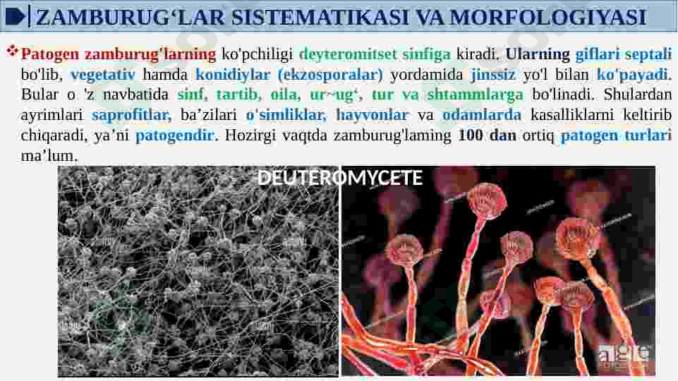 ZAMBURUG’LAR KELTIRIB CHIQARUVCHI KASALLIKLAR(YUZA VA CHUQUR MIKOZ QO’ZG’ATUVCHILARI) LABARATORIYA TASHXISI.PARAZITAR KASALLIKLAR: LESHMANIOZ, MALYARIYA. 7