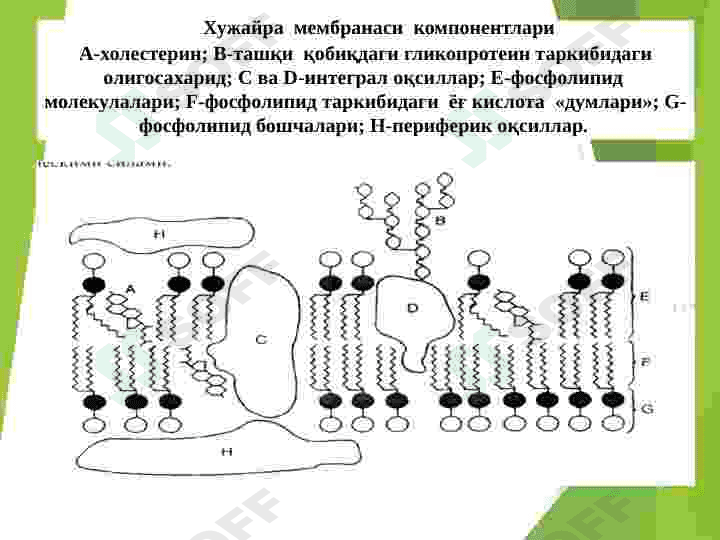HUJAYRA SHIKASTLANISHI PATOFIZIOLOGIYASI 7