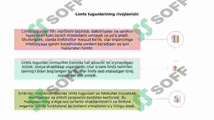 Limfatik tugunlar 7