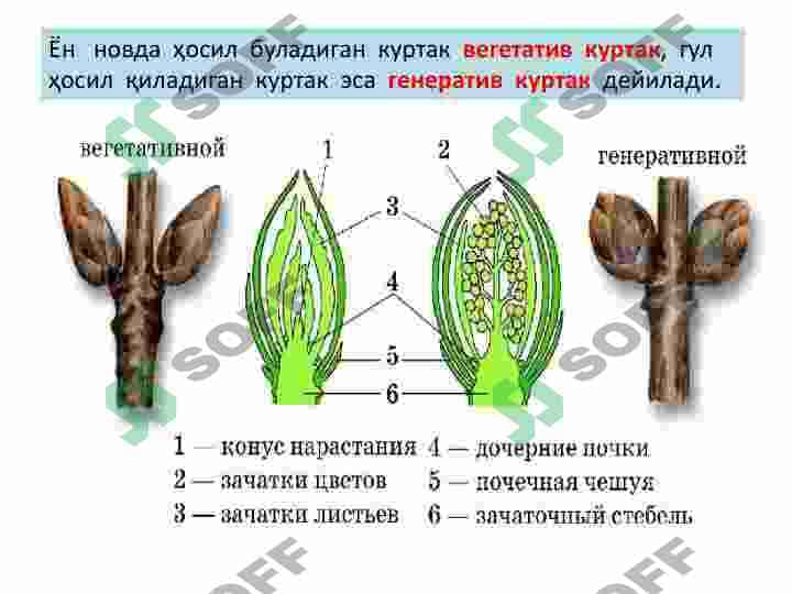 NОVDA. KURTAKLAR.  NОVDADA BARGLARNING  JОYLASHISHI. NОVDA  MЕTAMОRFОZI 7