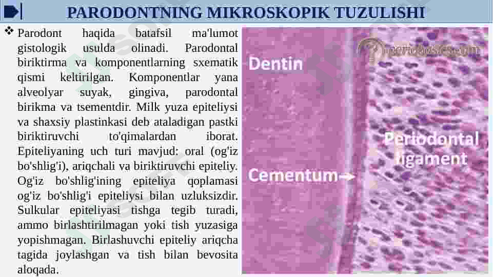 PARODONT TO'QIMASINI TUZILISHI, FUNKSIYASI.PARODONT KASALLIKLARI TASNIFI. 7