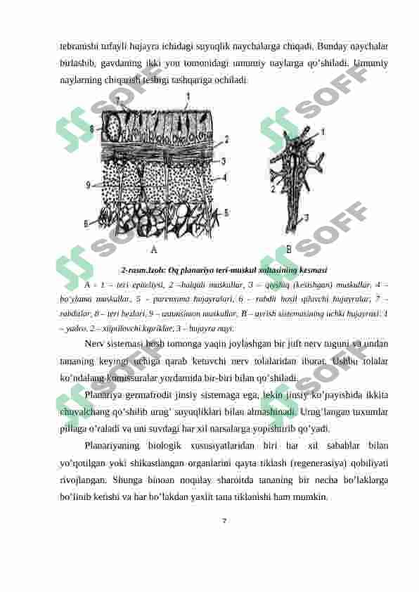 Yassi chuvalchanglarning rivojlanish sikli-parazitlik hayot mahsuli 7
