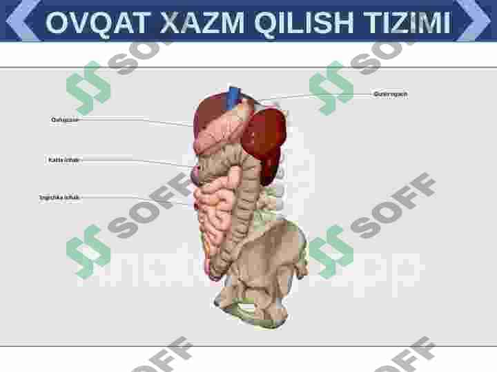 XAZIM TIZIMI FILOGENEZI VA BUZULISHLARI 7