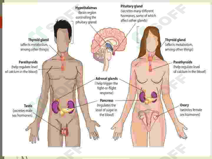 ENDOKRIN SISTEMASINING PATOFIZIOLOGIYASI 7