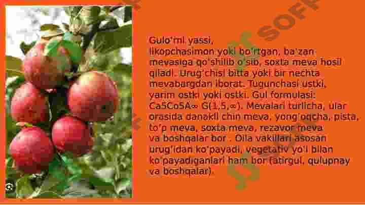 Raʼnonamolar(Rosales)qabilasi 7