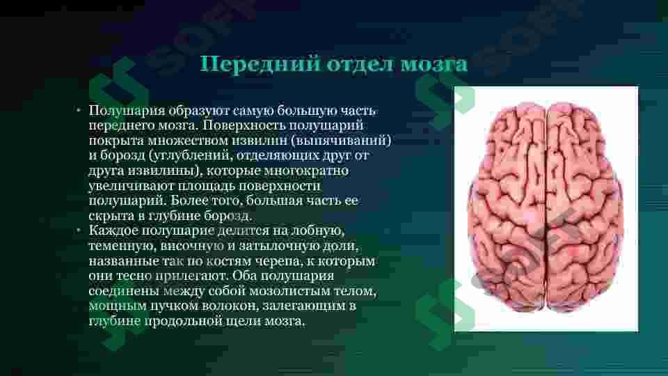 Отделы головного мозга 7