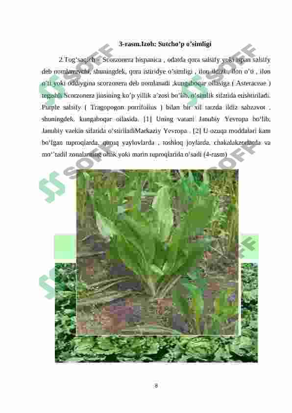 Qoqio’tdoshlar (Asteraceae) oilasi 8