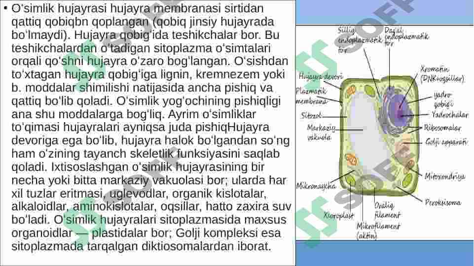 Oʻsimlik va hayvon hujayralarining oʻziga xos hususiyatlari 8