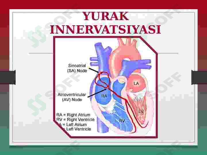 YURAK ANATOMIYASI 8