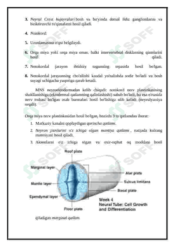 Nerv tizmi(orqa va bosh miya) 8