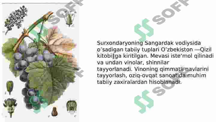 Tokdoshlar va Jiydadoshlar oilalari 8
