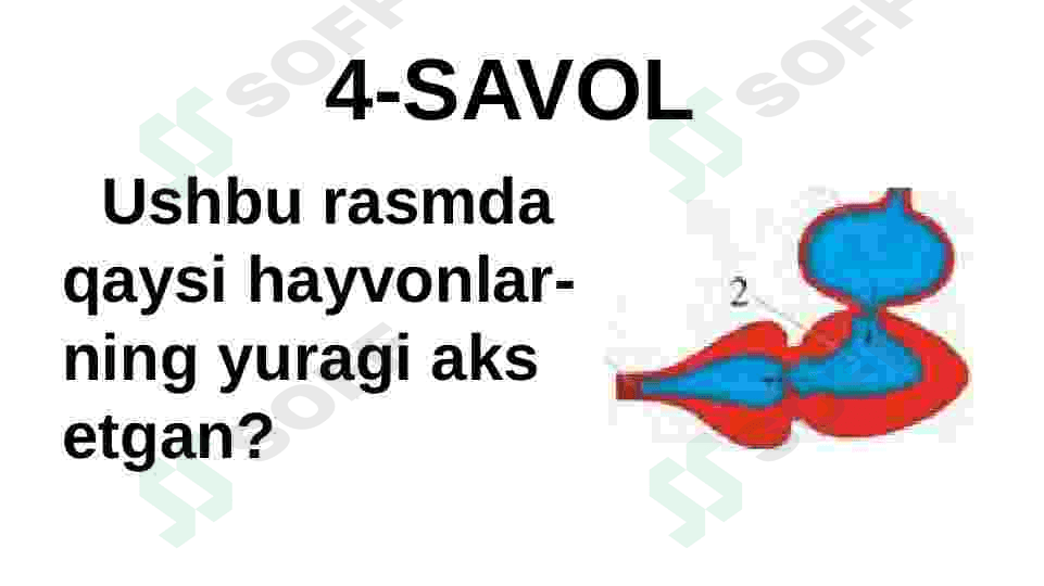 HAYVONLARNING HAZM QILISH ORGANLARI EVOLUTSIYASI 8