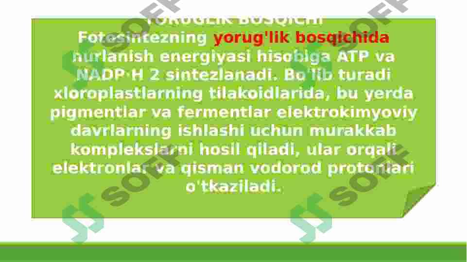 FOTOSINTEZ 8