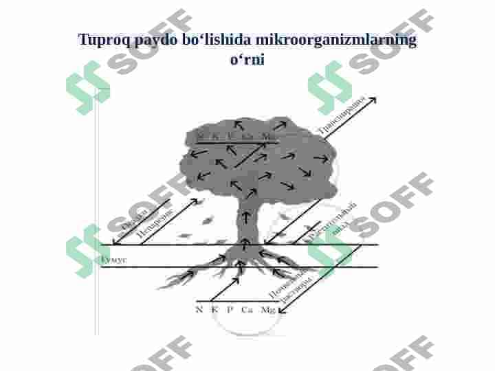 Tuproq hosil bo'lishida biologik omilning roli 8