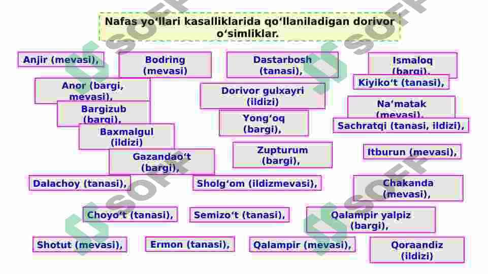 Dorivor o’simliklar va ulardan foydalanish 8