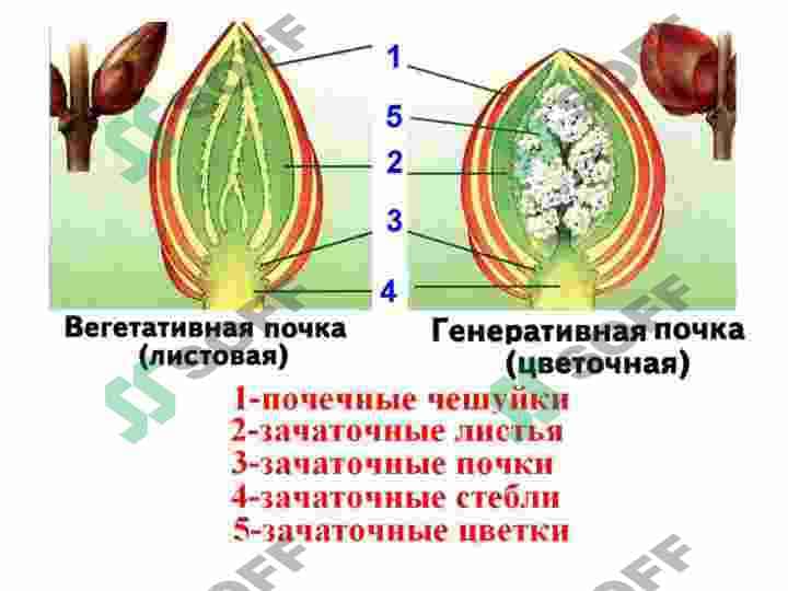 NОVDA. KURTAKLAR.  NОVDADA BARGLARNING  JОYLASHISHI. NОVDA  MЕTAMОRFОZI 8