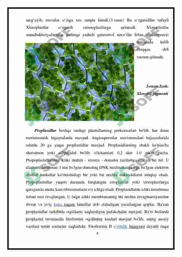 Plastida pigmentlari va ularning fotosintezdagi ro’li 8