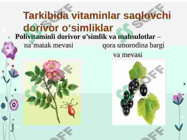 Vitamin saqlovchi dorivor oʻsimliklar 8