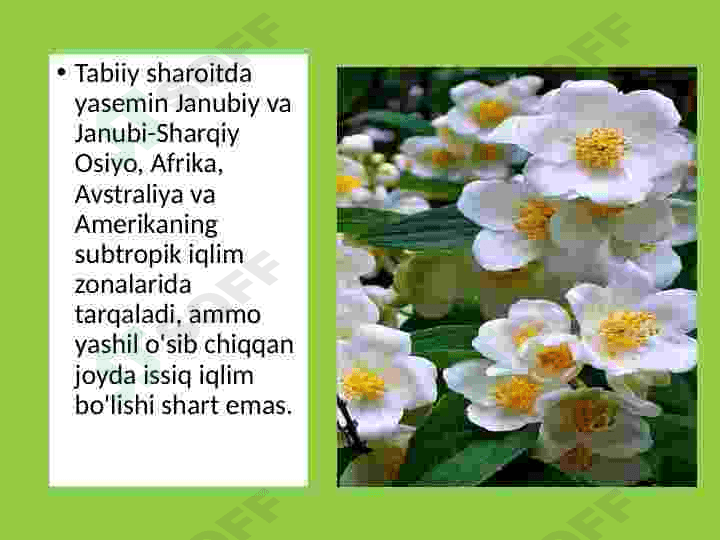 Yasmin, jasmin oʻsimligi haqida maʼlumot 8