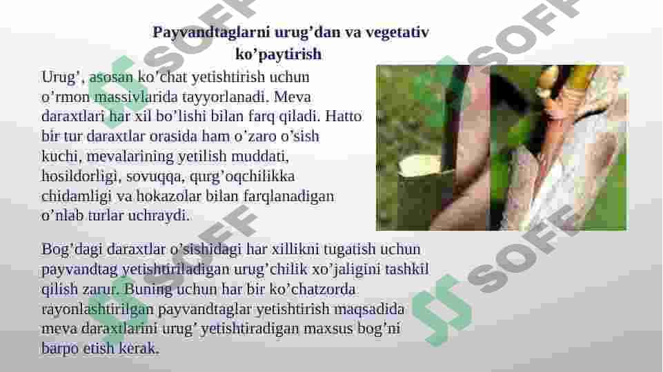 Meva va rezavor meva o’simliklarini ko’paytirishning biologik asoslari va meva ko’chatlarini yetishtirish. 8
