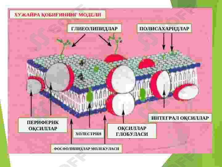 HUJAYRA SHIKASTLANISHI PATOFIZIOLOGIYASI 8