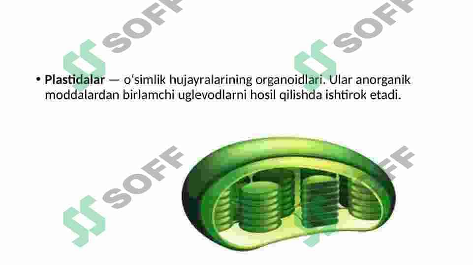 O‘simliklar hujayrasiga hos qo‘zgatishlar va ularni uzatish mexanizmlari 8