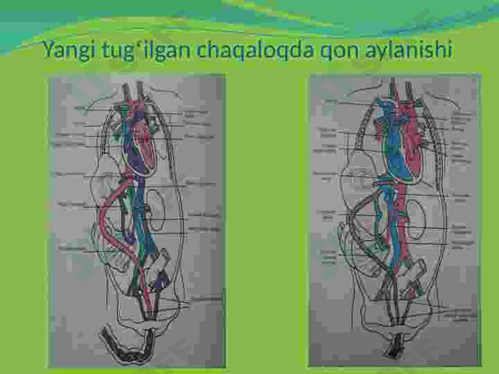 Bolalarda qon aylanish tizimining anatomo-fiziologik hususiyatlari 8