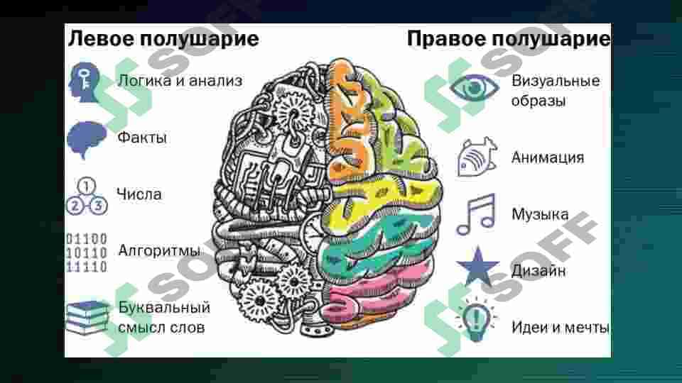 Отделы головного мозга 8