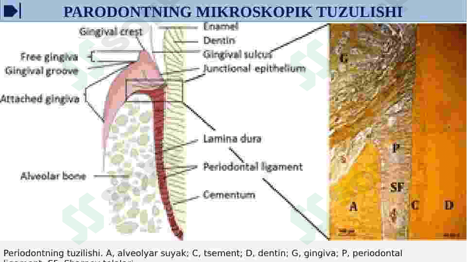 PARODONT TO'QIMASINI TUZILISHI, FUNKSIYASI.PARODONT KASALLIKLARI TASNIFI. 8