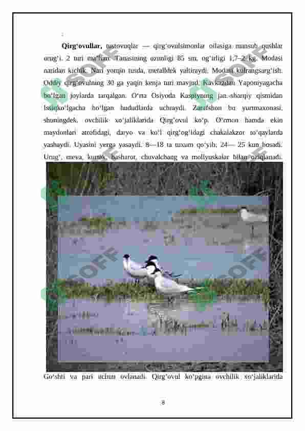 Qaraqalpiĝistonning agrolandshaftlarida tarqalgan qushlar 8