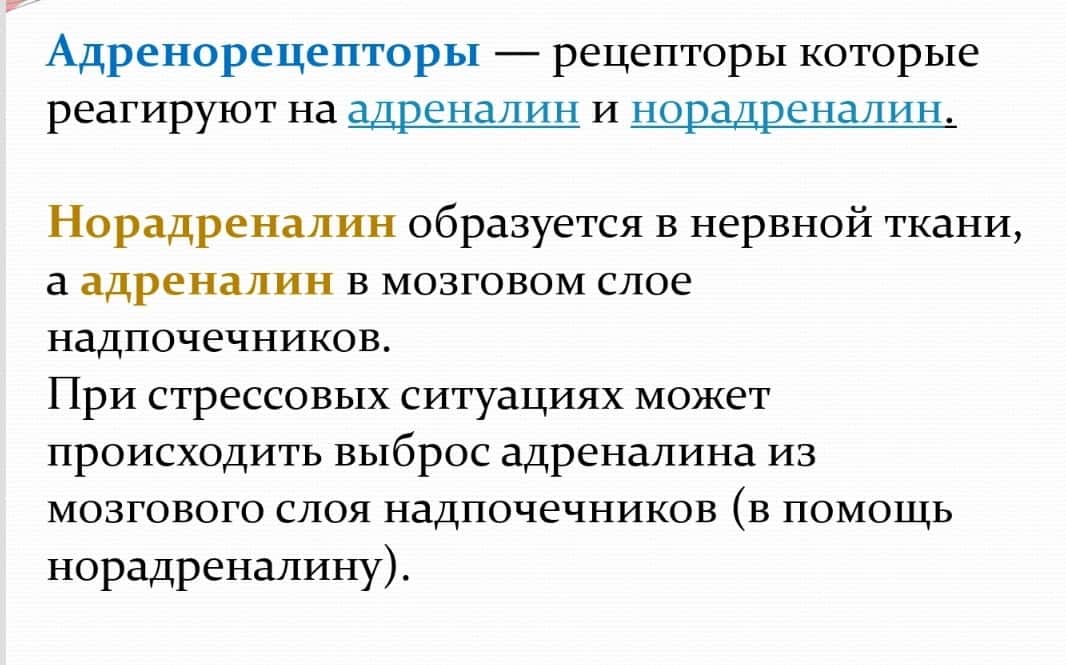 Средства, действующие на адренергические синапсы 1