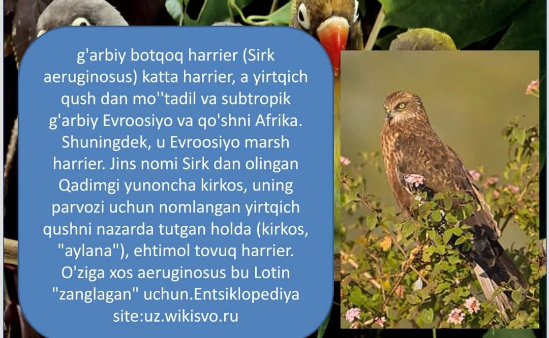 zoologiya ; yirtqich qushlar g`arbiy botqoq harrier ,soz , qarchig`ay  pptx 1