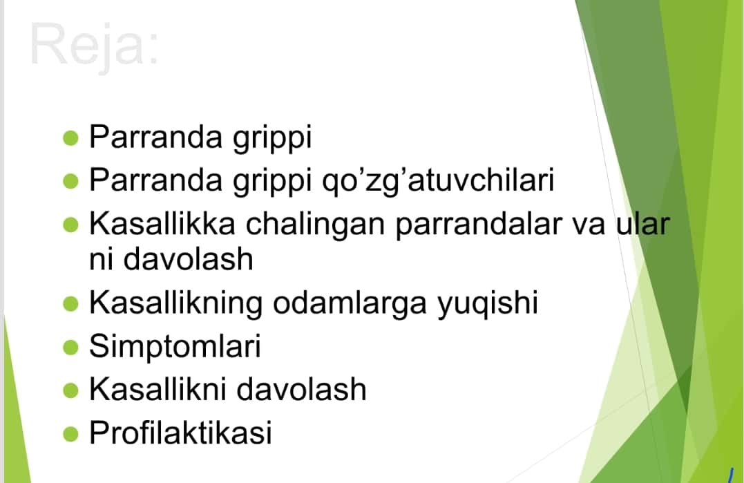 Parranda grippi va cho`chqa grippi 1