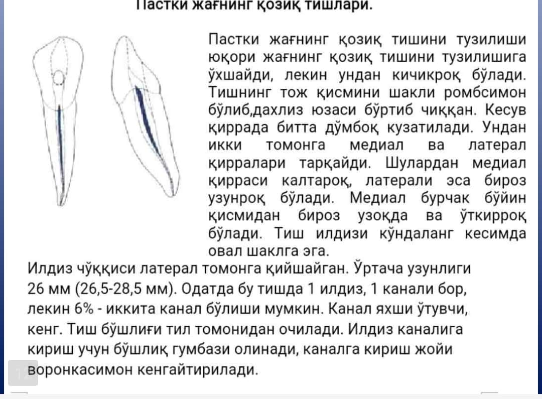 Pasti jag' tishlar topografik anatomiyasi 1