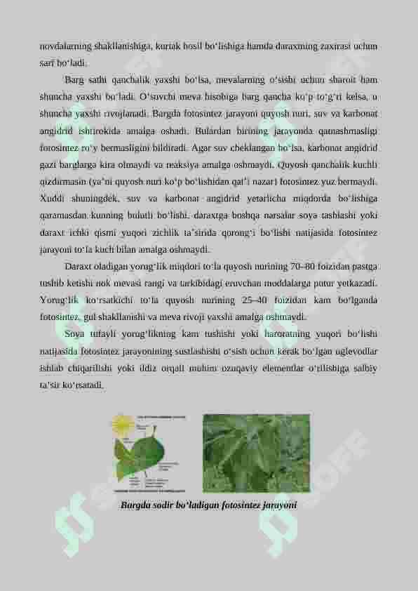 Nok yetishtirishning agrotexnik xususiyatlari 4