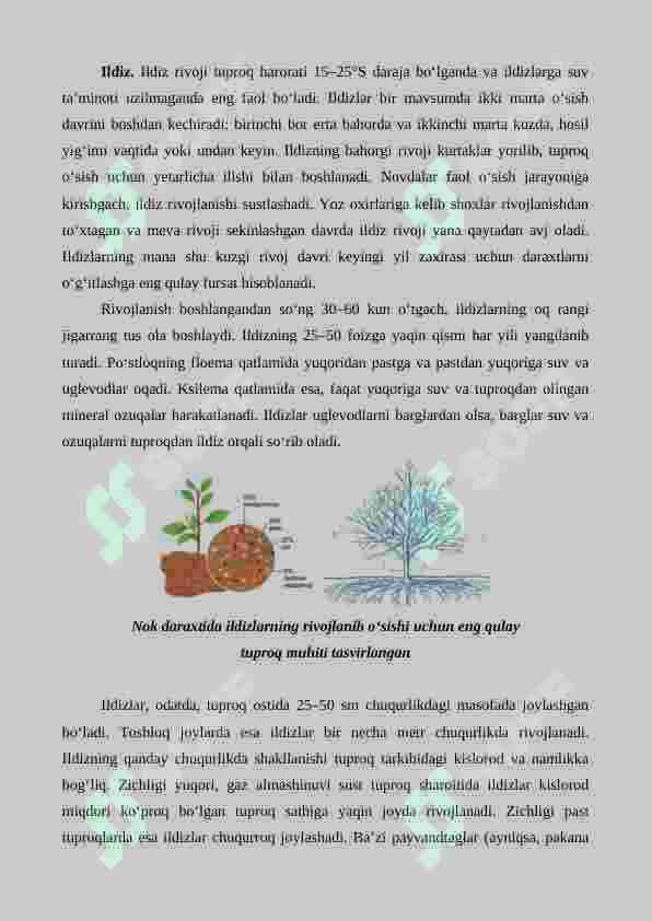 Nok yetishtirishning agrotexnik xususiyatlari 5