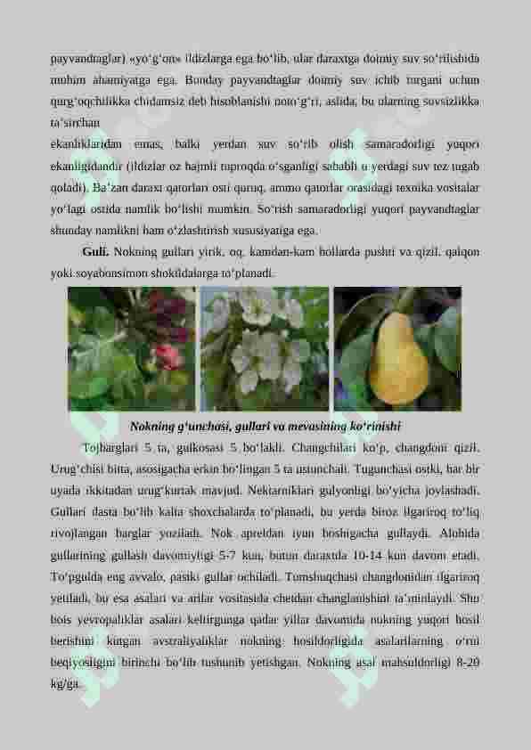 Nok yetishtirishning agrotexnik xususiyatlari 6