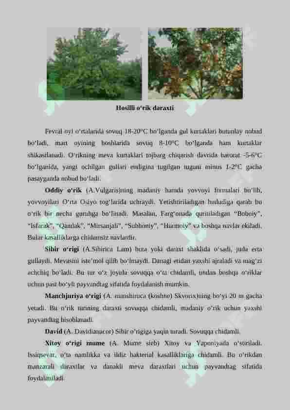 O'rik yetishtirishning agrotexnik xususiyatlari 2