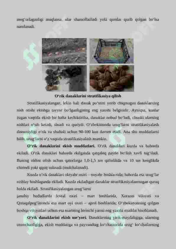 O'rik yetishtirishning agrotexnik xususiyatlari 6