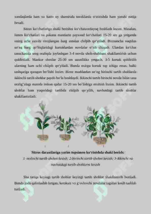 Sitrus mevali o'simliklarga shakl berish va qirqish 4