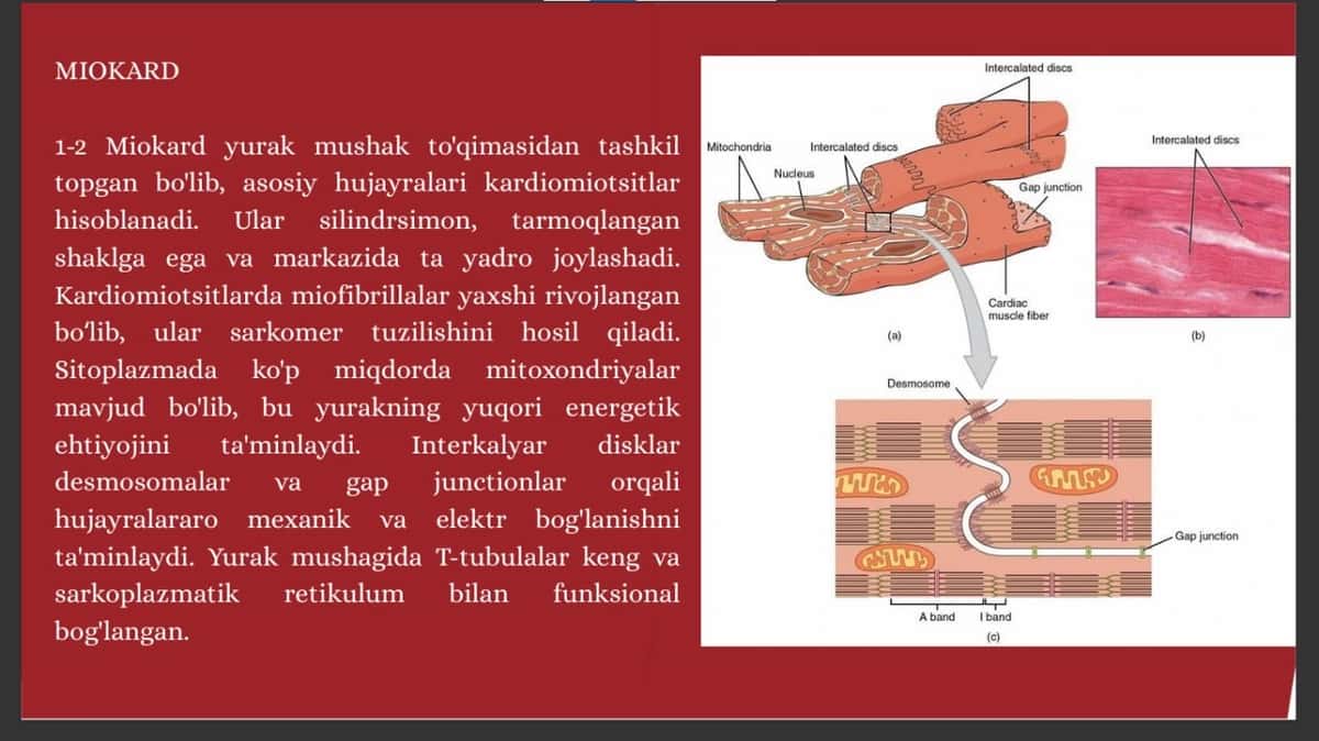 Yurak qon tomirlar tizimi 2