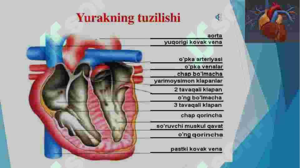 qon aylanish 8