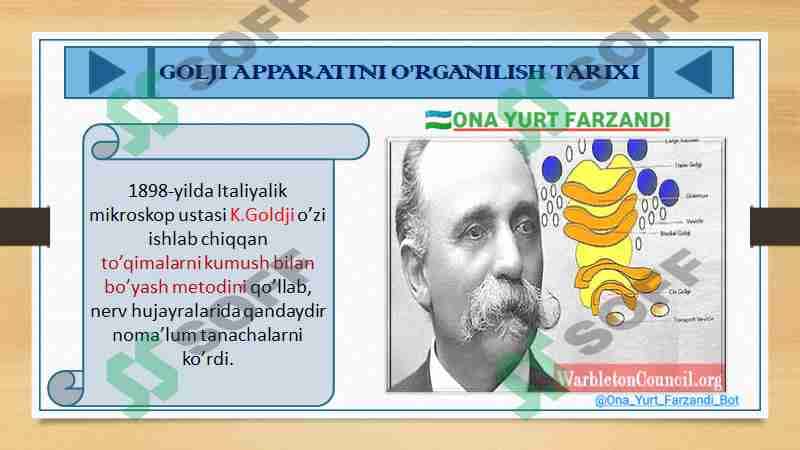 LIZOSOMA. GOLDJI APPARATI 3