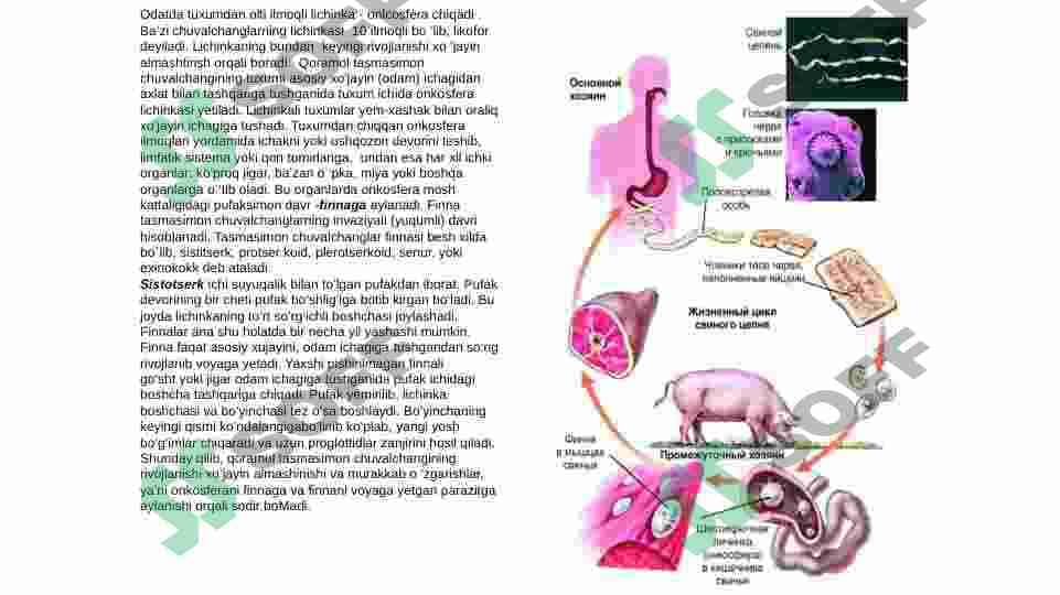 TASMASIMON CHUVALCHANGLAR (CYSTODA) SINFI 6