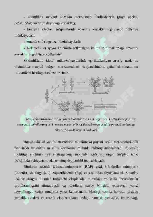 Anorni ko'paytirishda biotexnologiyaning roli 5